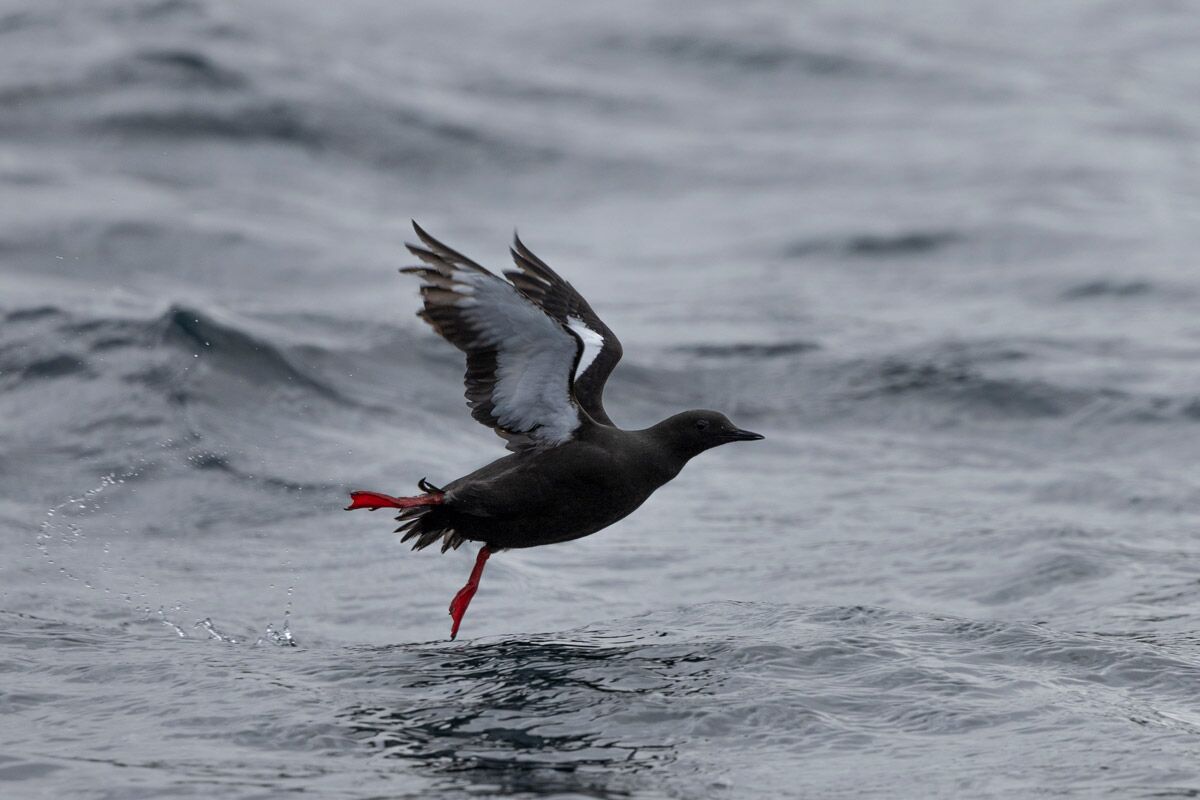 Black guillemot flying around Lower Savage Islands.