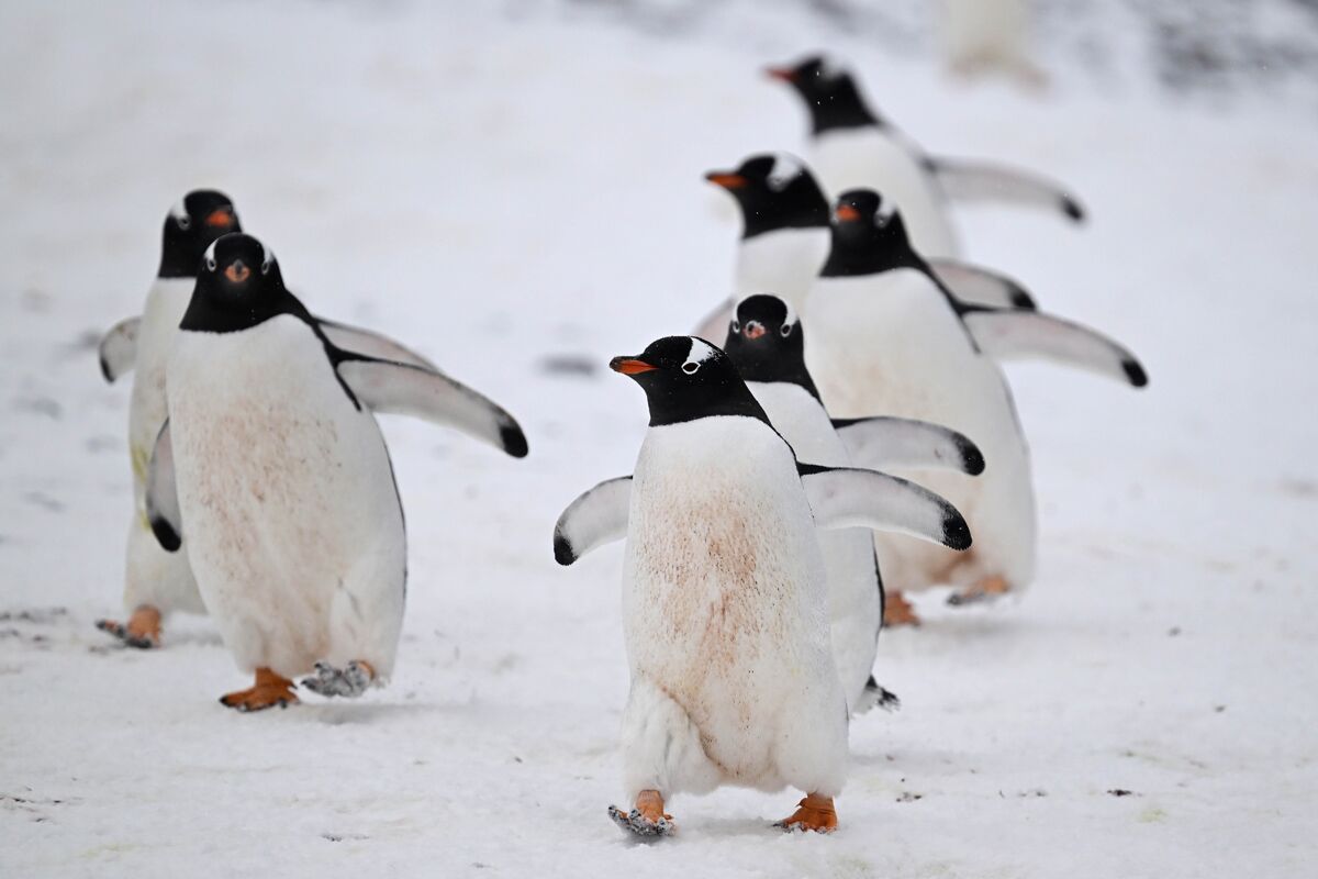 gentoo penguin colony spotted in Brown Bluff