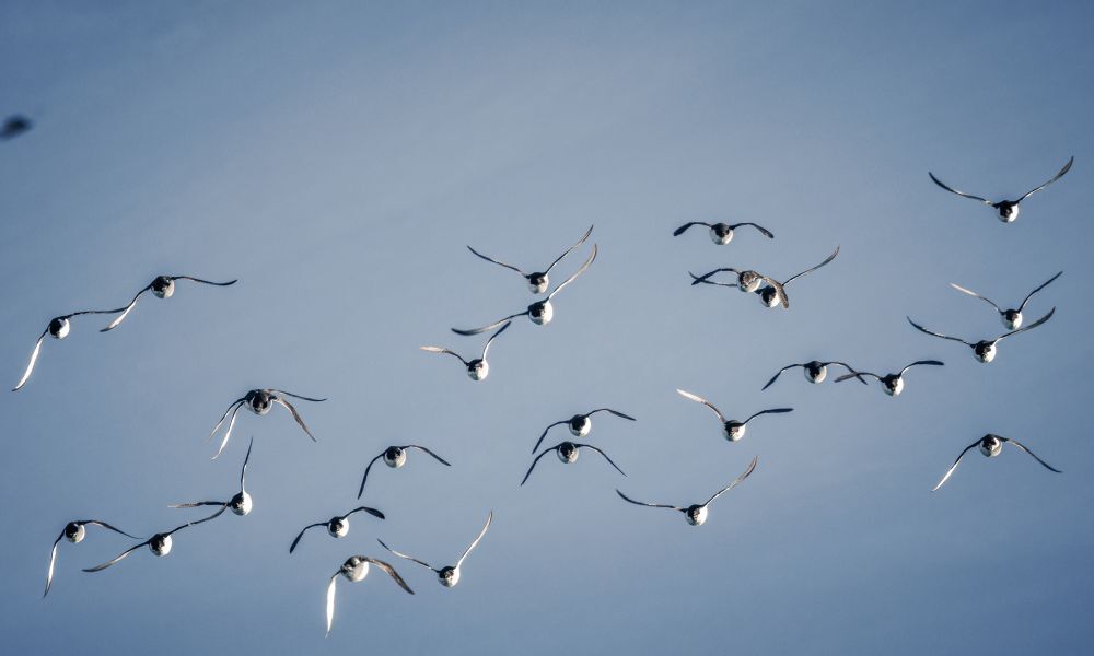 A bazaar of common guillemots.