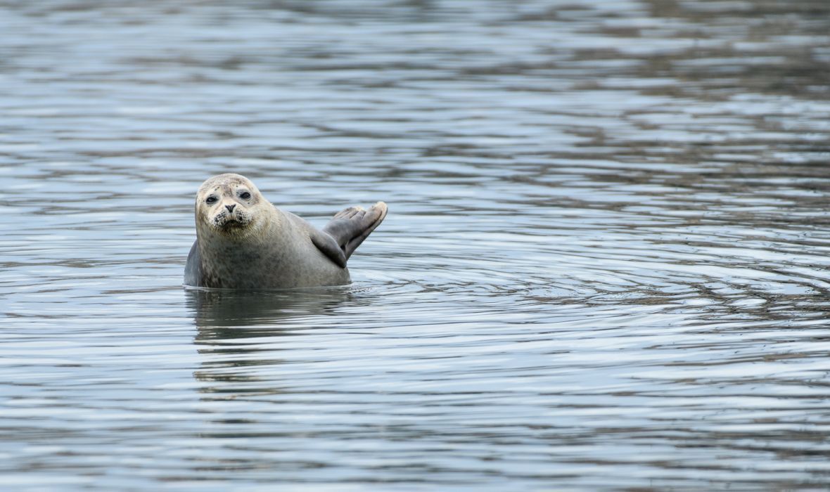 Lone harbour seal.