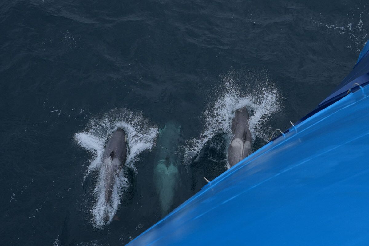 Orca | Polar Latitudes Expeditions