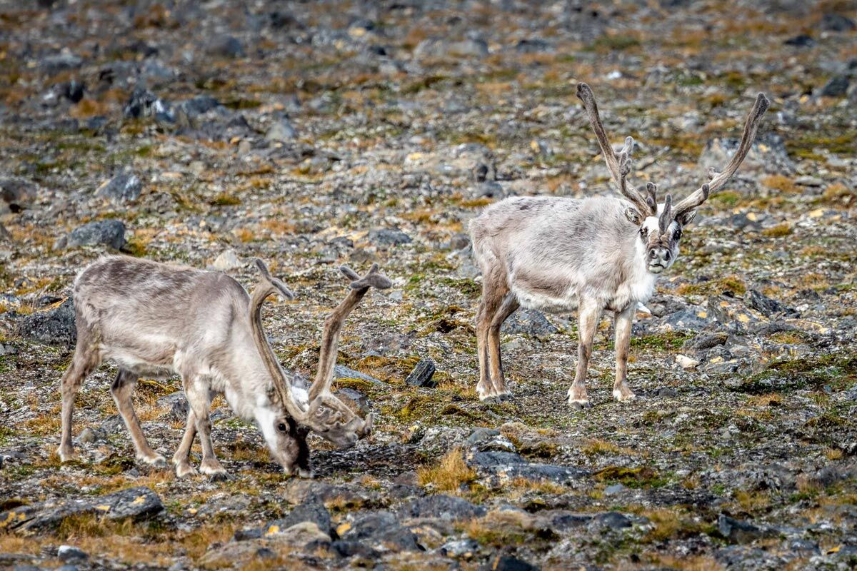Svalbard Reindeer | Polar Latitudes Expeditions