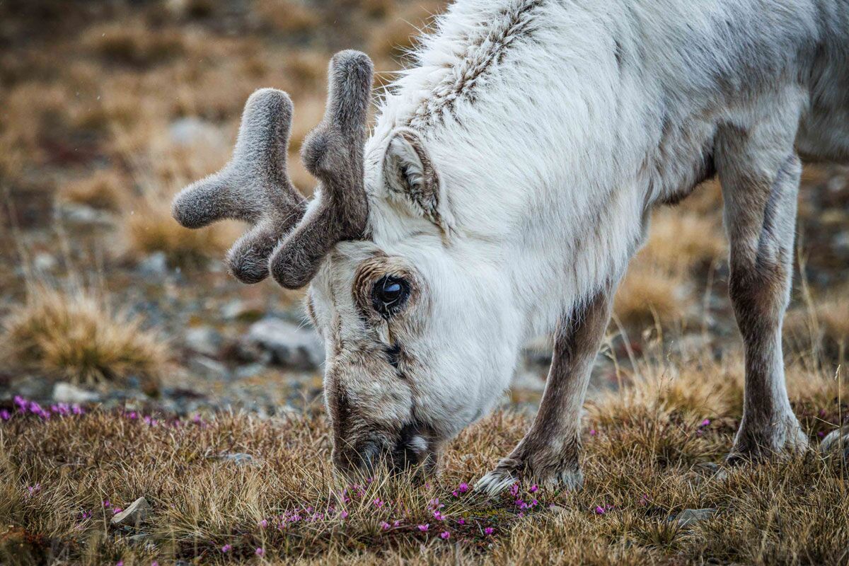 Svalbard Reindeer | Polar Latitudes Expeditions