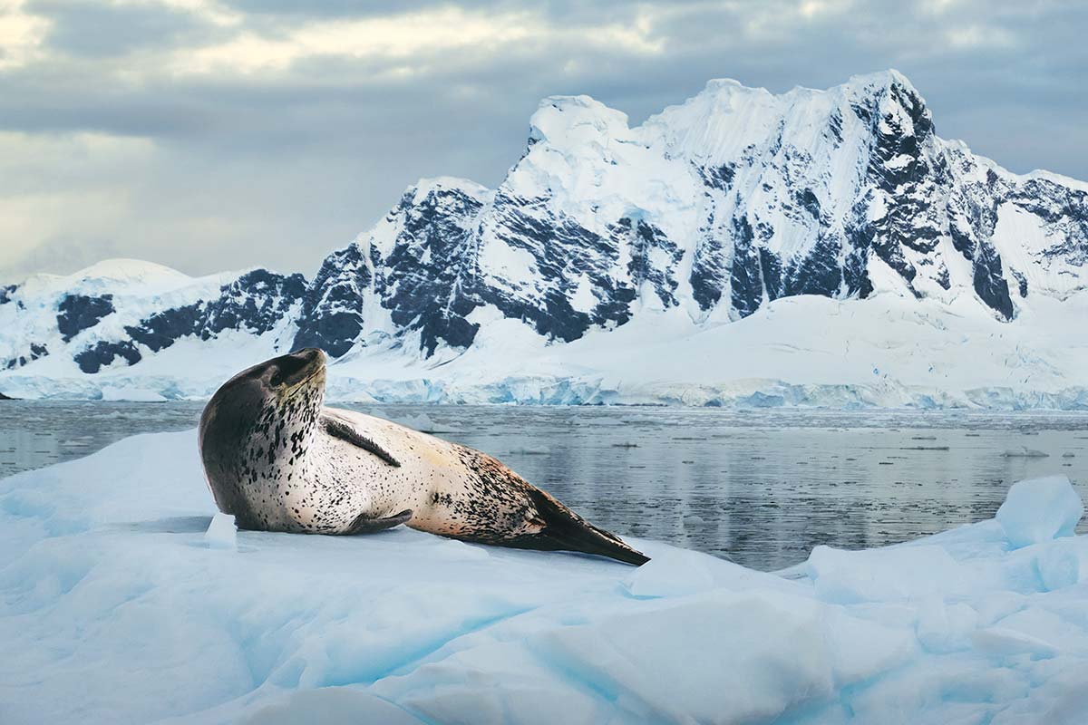 Seal Background