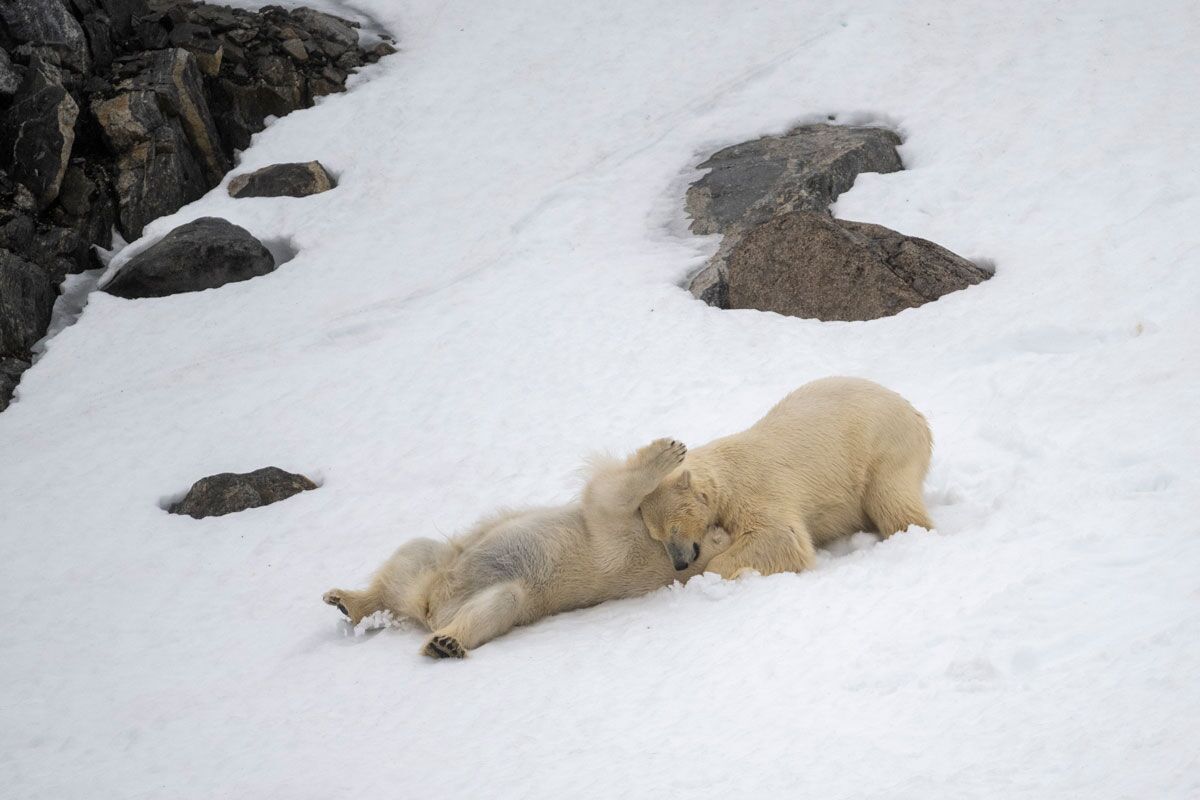 Polar bear photos: Stunning shots capture Earth's icons of climate change |  Live Science, image size:1200x800
