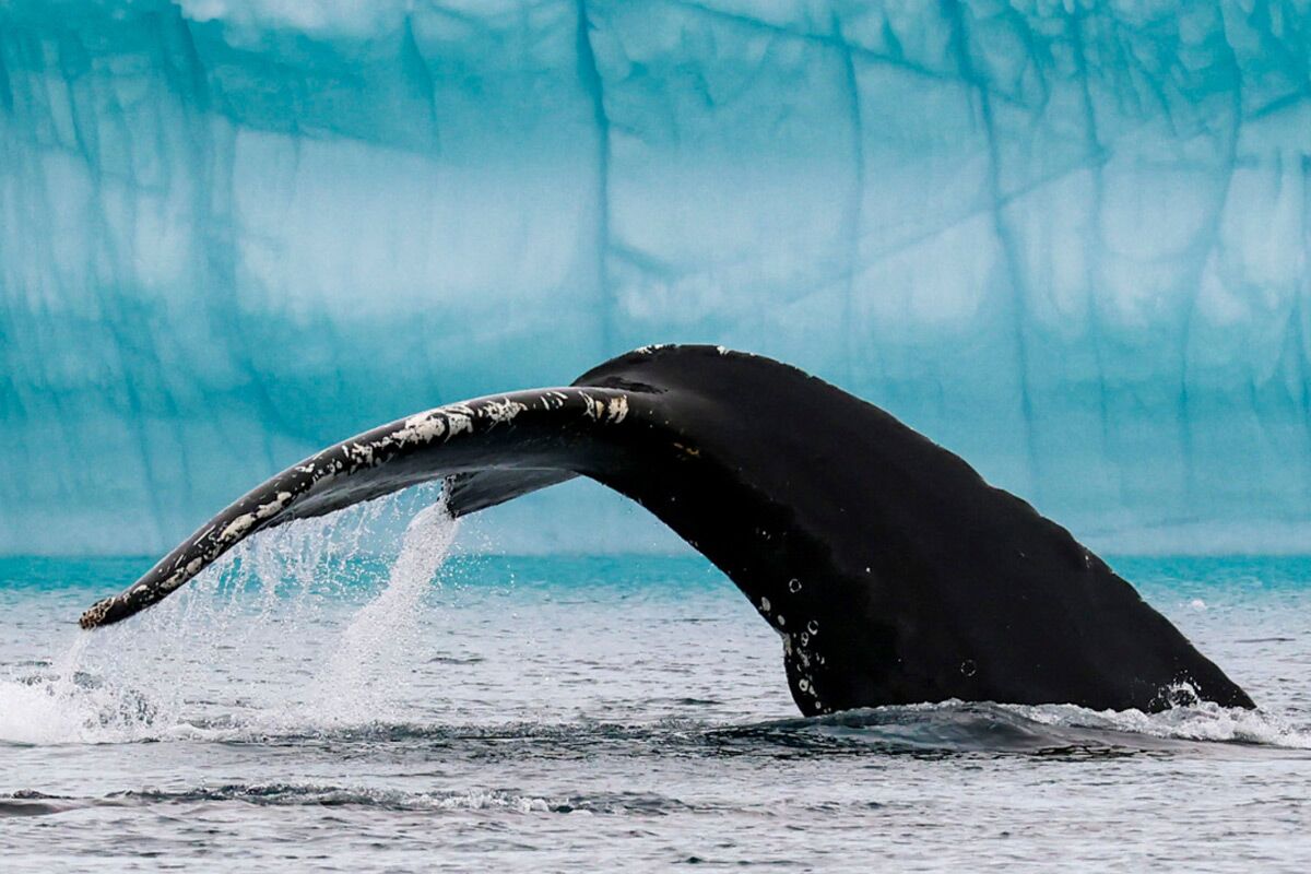 Humpback Whale - Polar Latitudes Expeditions