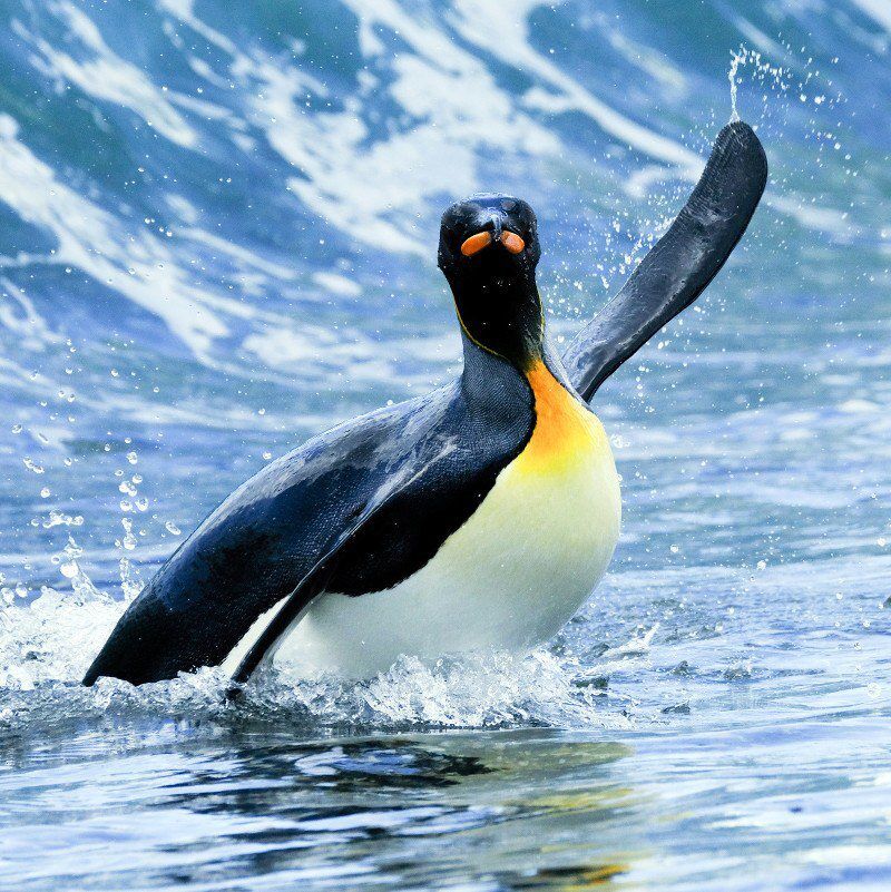 Polar Latitudes Emperor Penguin Waving Hello Emperor Penguin in Antarctica