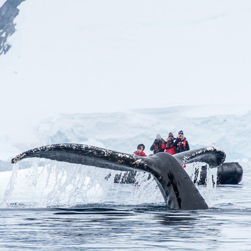 Charlotte Bay 33new whale sighting in Antarctica