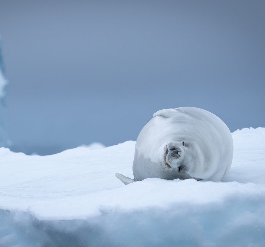 Screen Shot 2021 01 27 At 11.00.17 AM crabeater seal