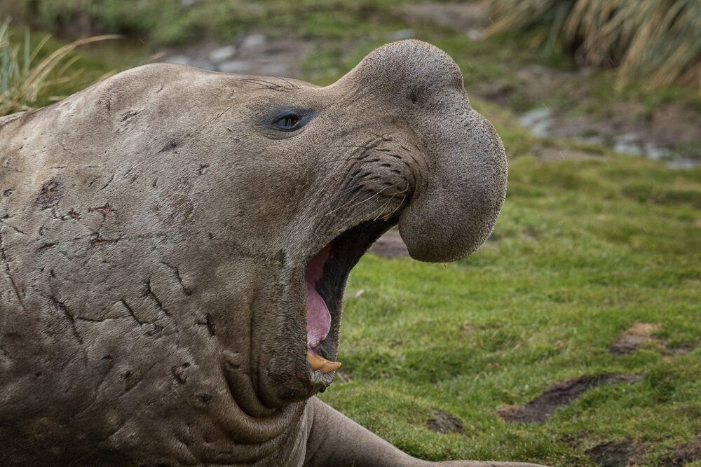 We saved elephant seals, sea otters from extinction. Congress puts that at risk. | Opinion – USA Today