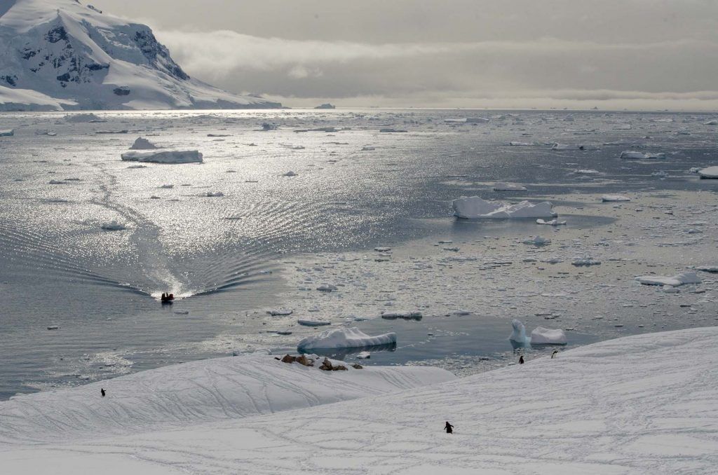 NEKO WILLRANTARCTICA18 13 Counting penguins in Antarctica